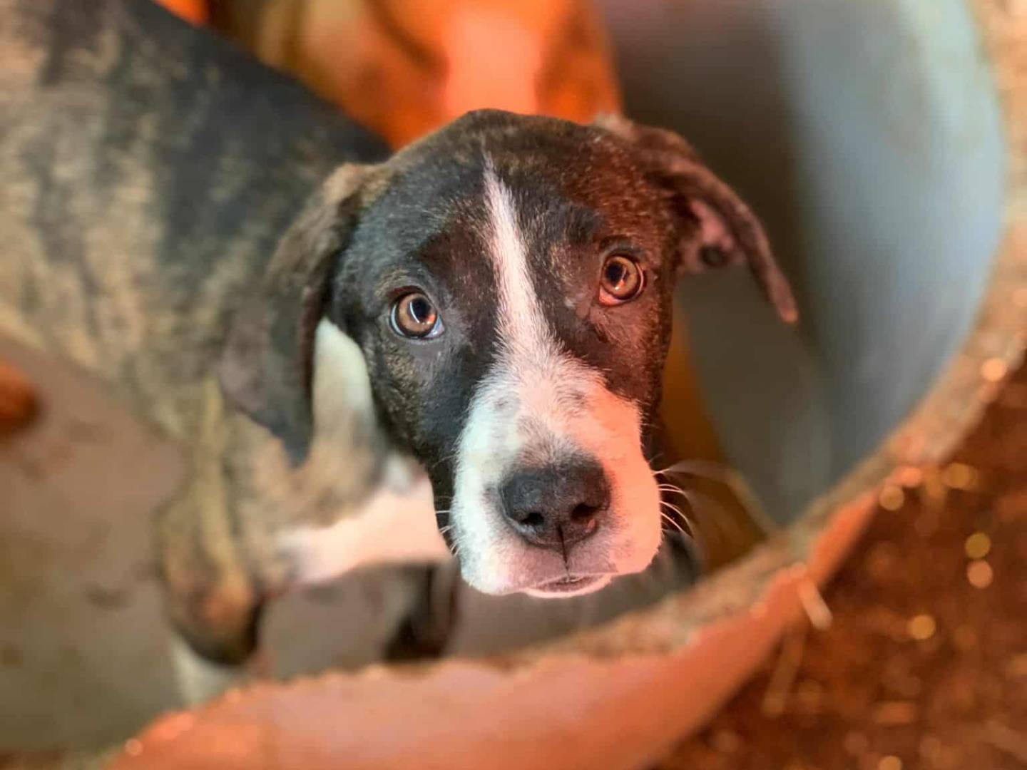 Vuoi adottare un cane a Firenze?
