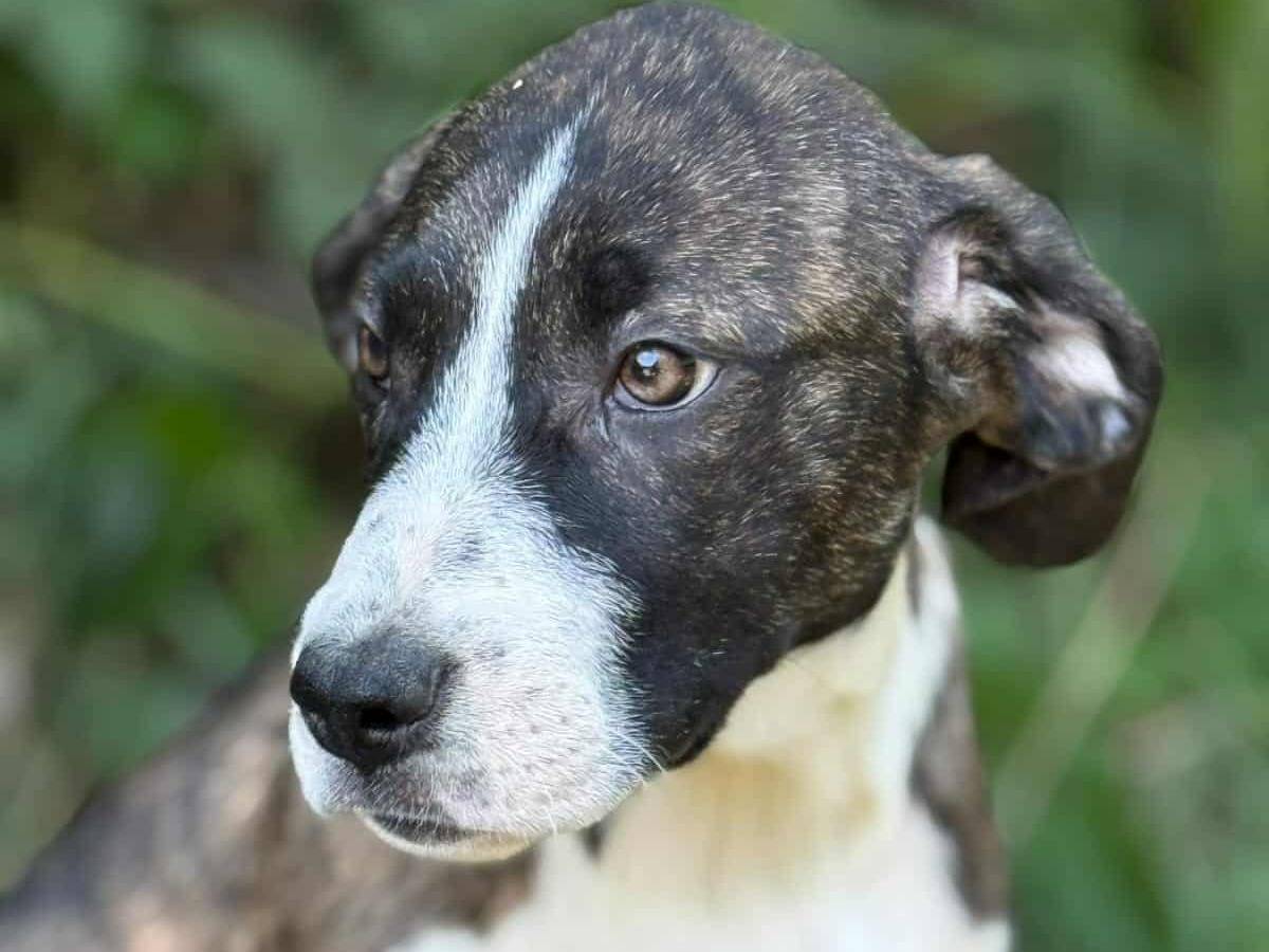 Adotta il cane BORIA e BALINA a Firenze