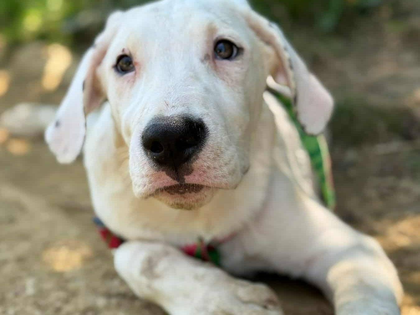 Adozione cane, maschio, Dogo Argentino Razza sconosciuta, 3 mesi, taglia gigante, Firenze