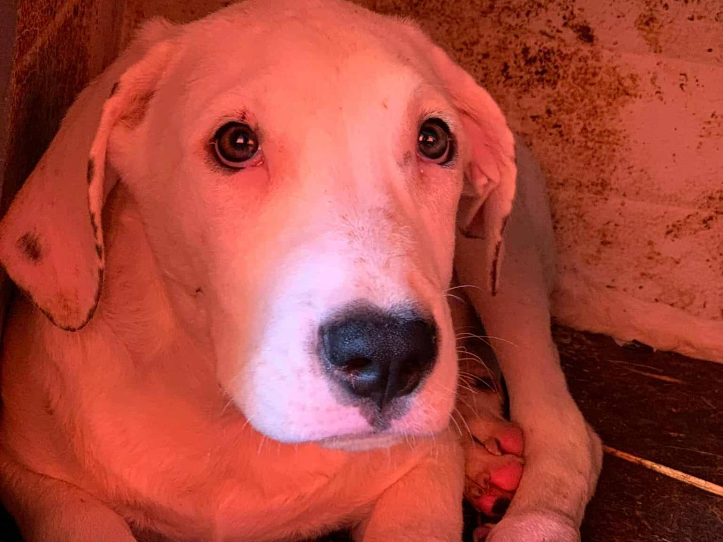 Adotta un cane, maschio, 3 mesi, Firenze