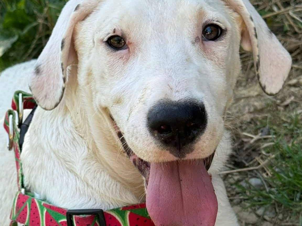Adotta un cane, taglia gigante, maschio, Firenze