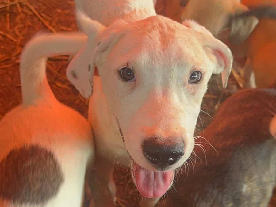 Vuoi adottare un cane a Firenze?