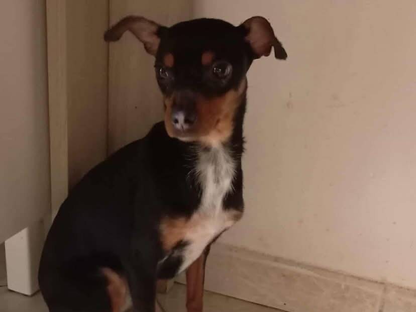 Adotta un cane, femmina, 3 anni, Latina