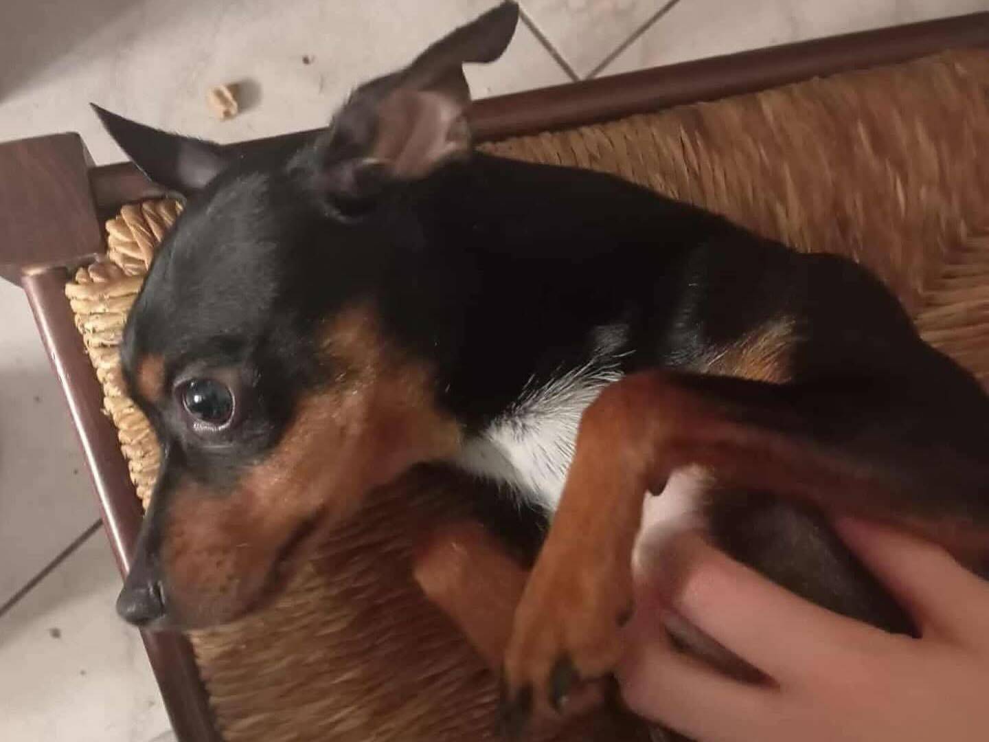 Adotta un cane, taglia piccola, femmina, Latina