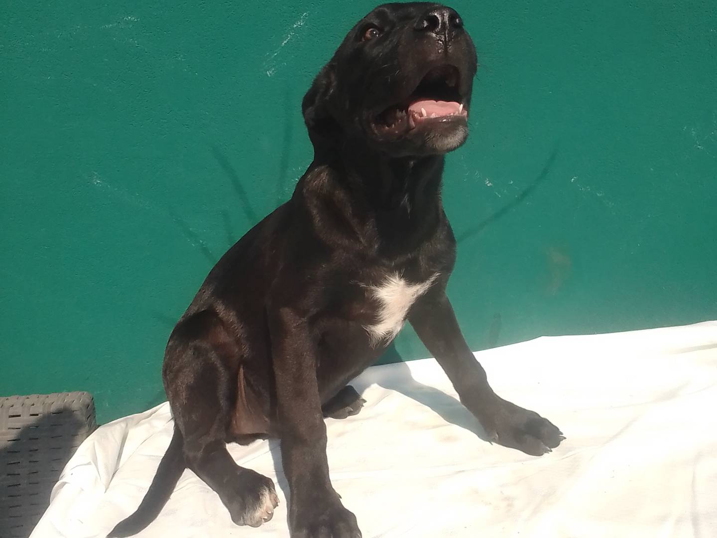 Vuoi adottare un cane a Bergamo?