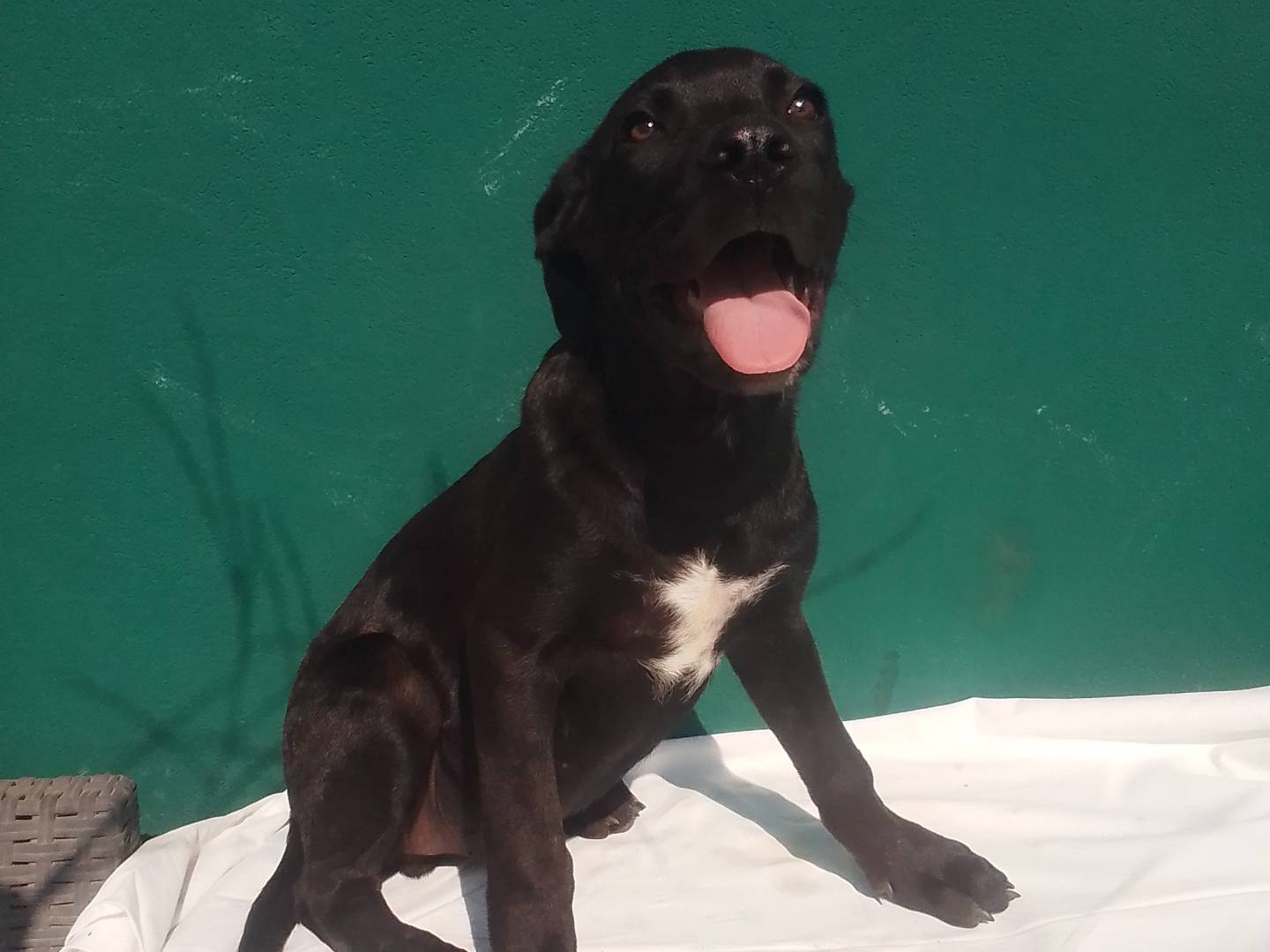 Adotta un cane, taglia grande, maschio, Bergamo