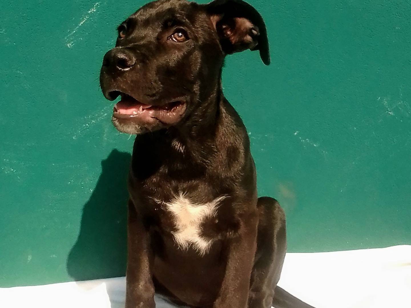 Adozione cane, maschio, Razza sconosciuta Razza sconosciuta, 3 mesi, taglia grande, Bergamo