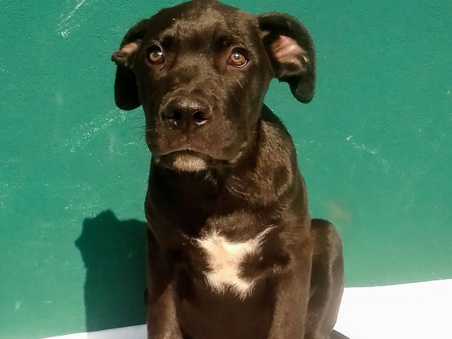 Adotta un cane, maschio, 3 mesi, Bergamo