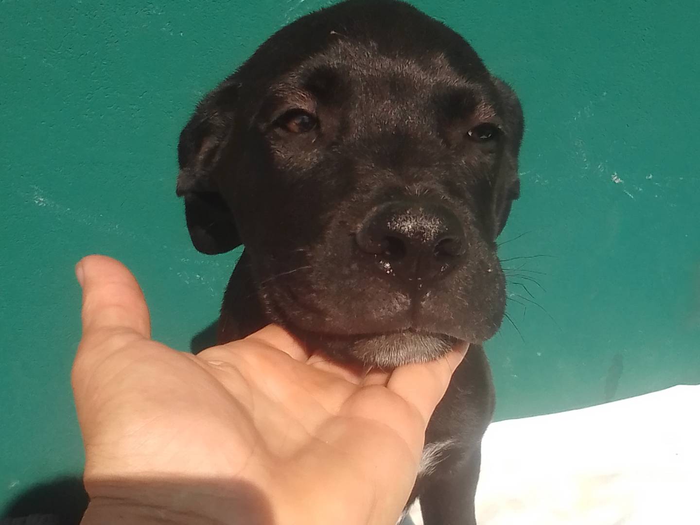Adotta il cane DARKO  a Bergamo
