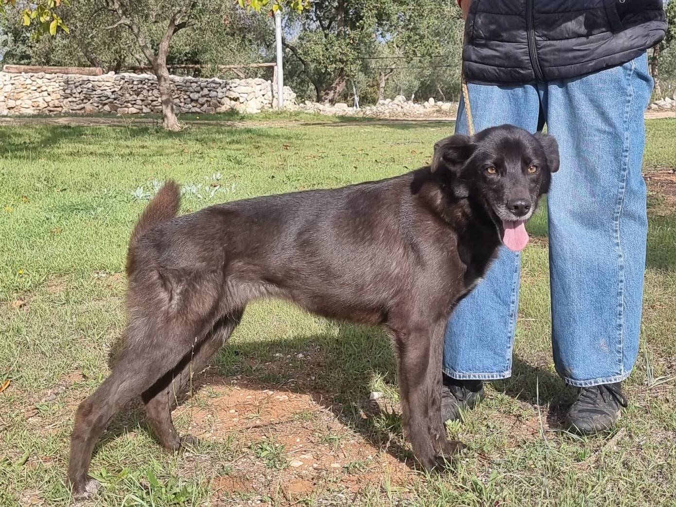 Adozione cane, femmina, Razza sconosciuta Razza sconosciuta, 7 anni, taglia media, Bari