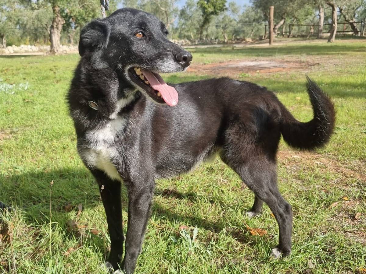 Adotta un cane, femmina, 7 anni, Bari