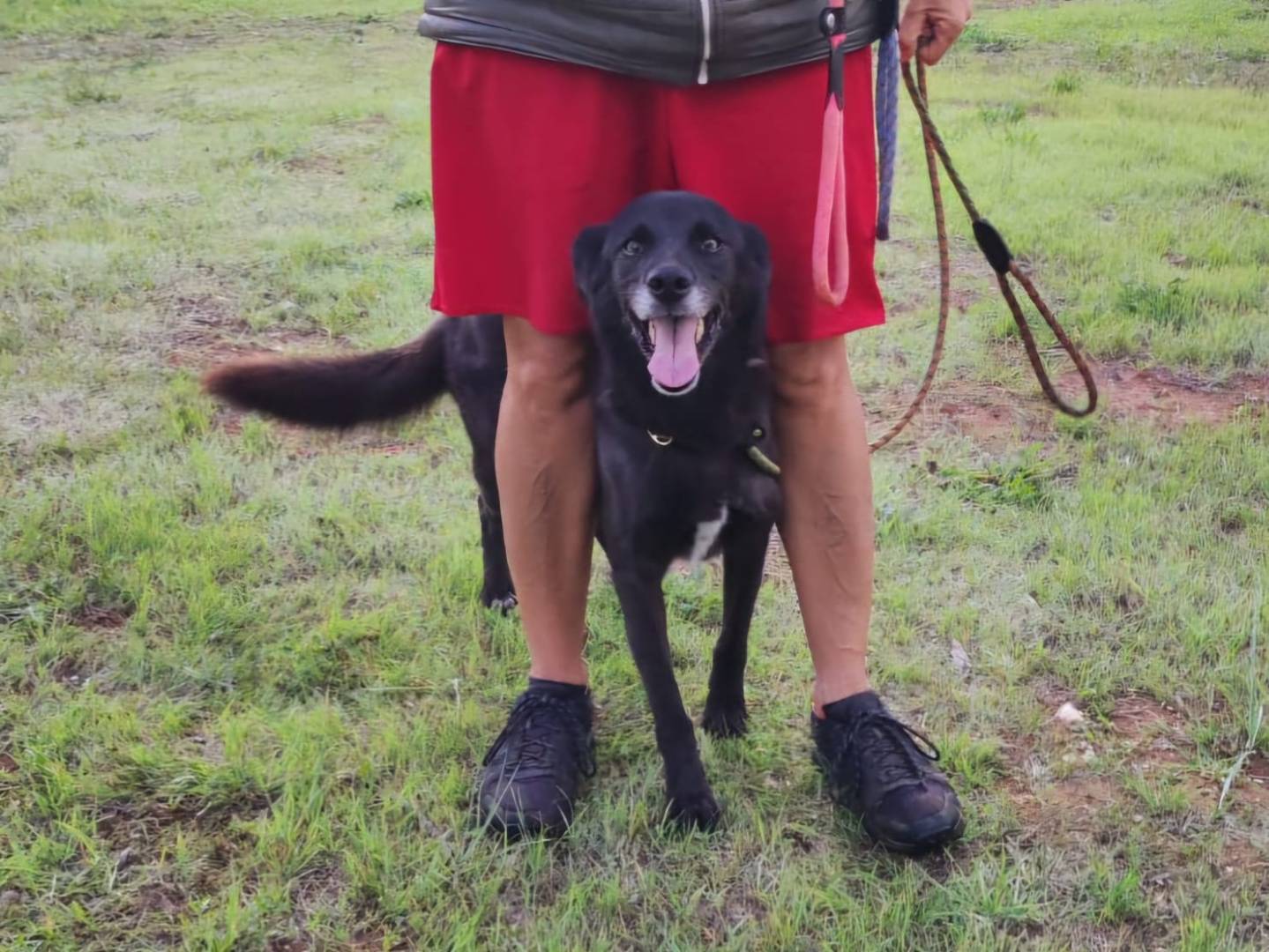 Adotta un cane, taglia media, femmina, Bari