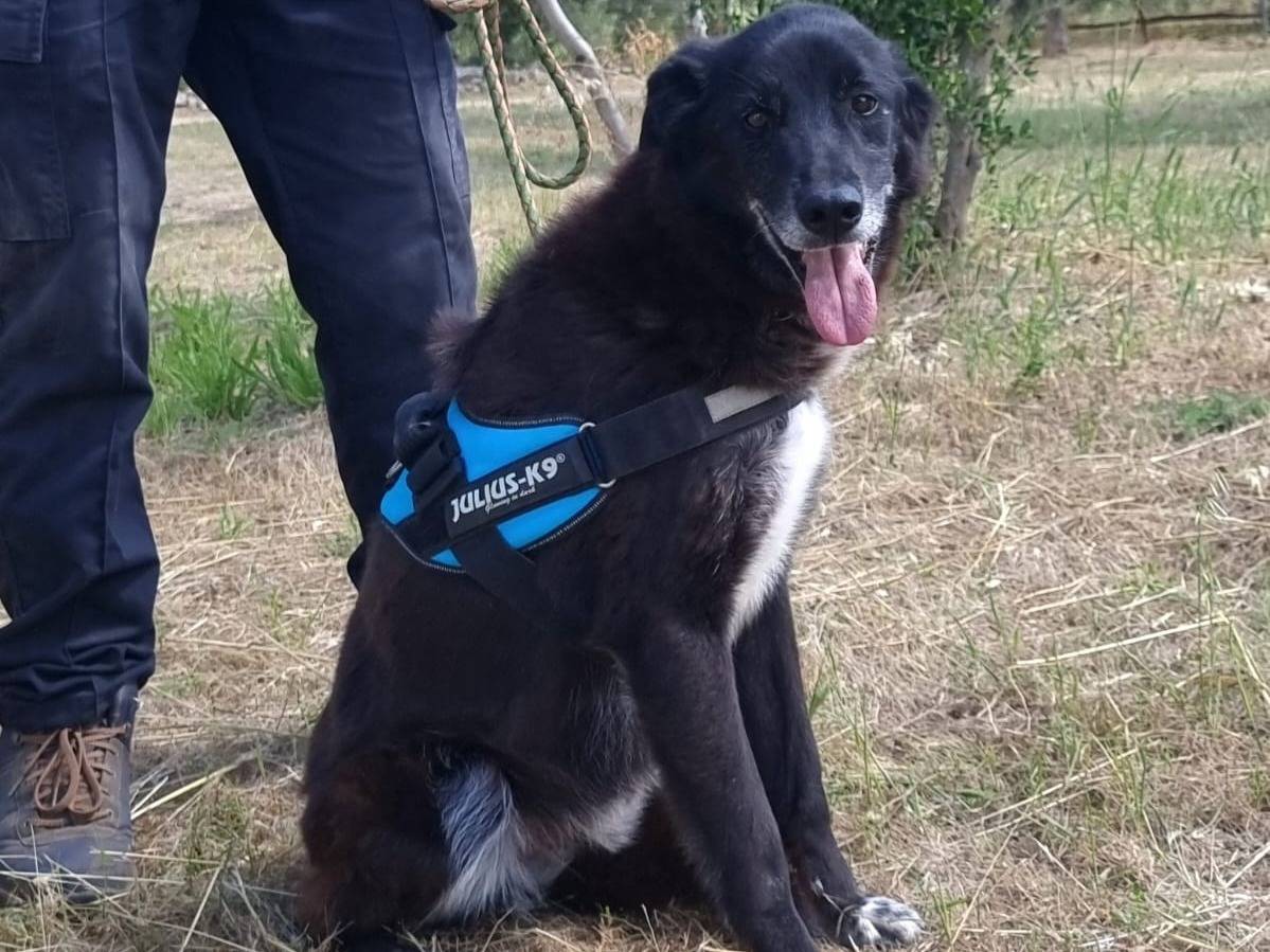 Vuoi adottare un cane a Bari?