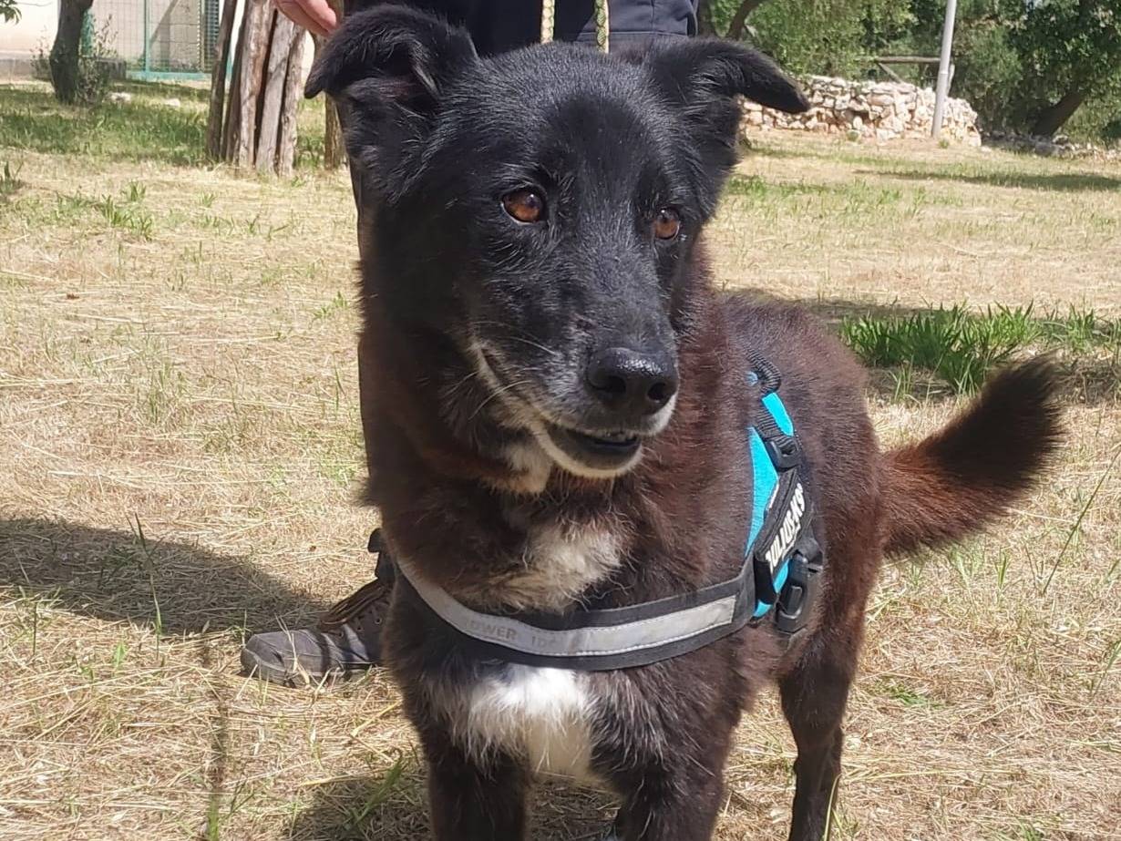 Adotta il cane Crik e Crok a Bari