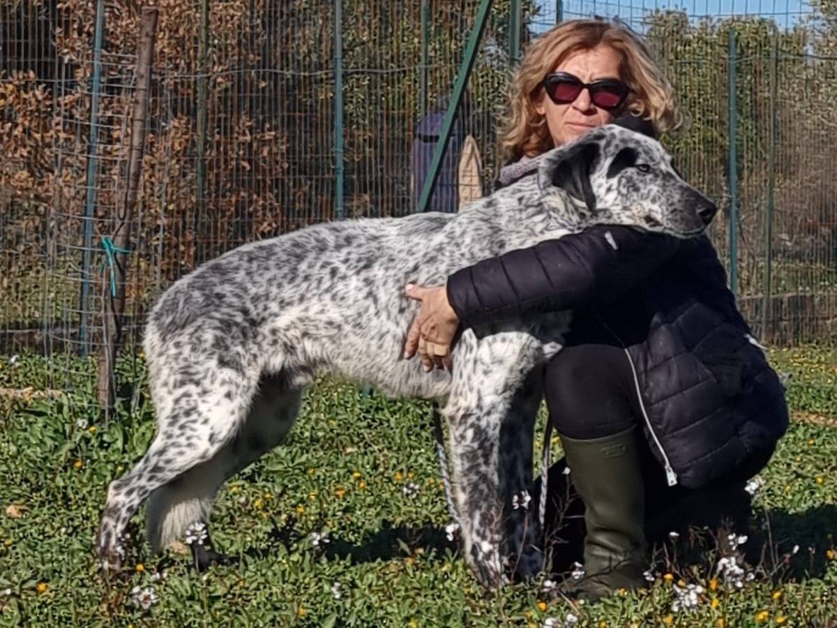 Adozione cane, maschio, Razza sconosciuta Razza sconosciuta, 4 anni e 7 mesi, taglia gigante, Bari