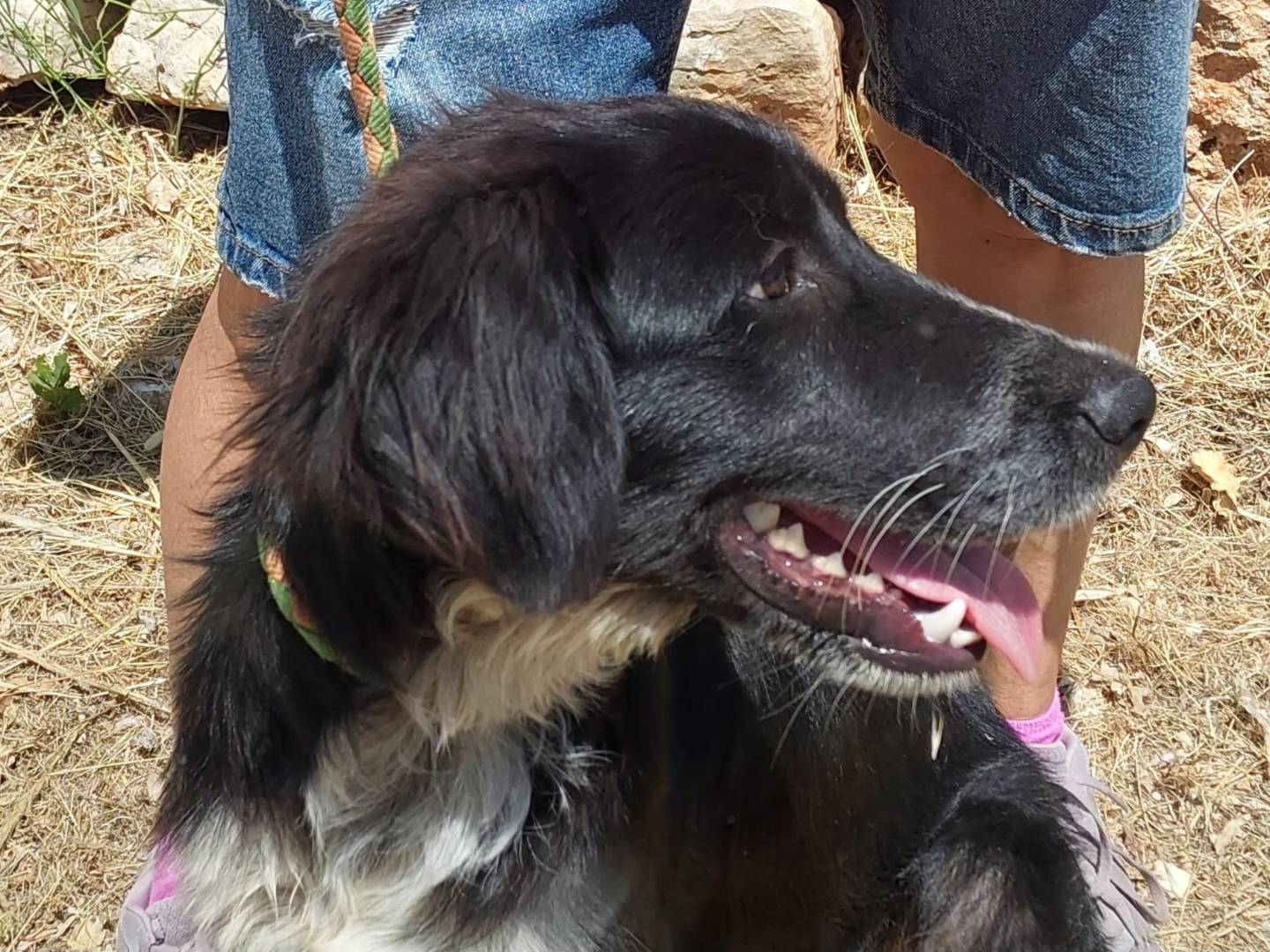 Vuoi adottare un cane a Bari?