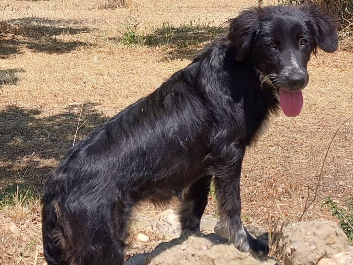 Adotta il cane Lolita a Bari