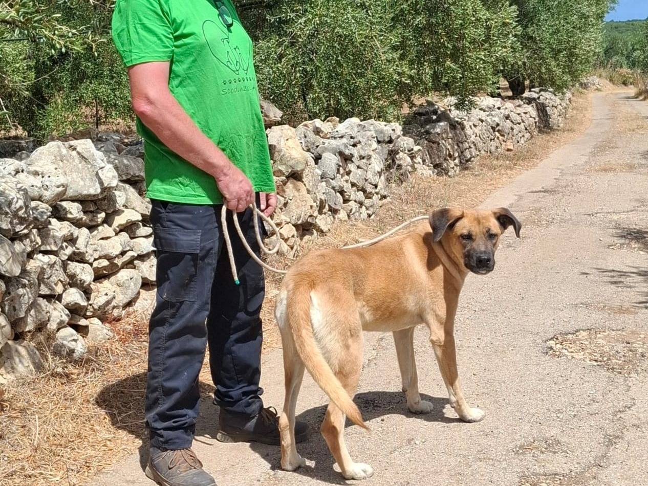 Vuoi adottare un cane a Bari?