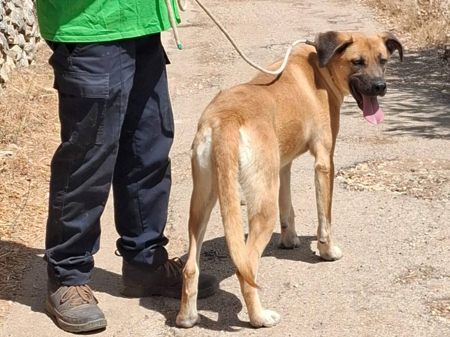 Adotta il cane Mara a Bari