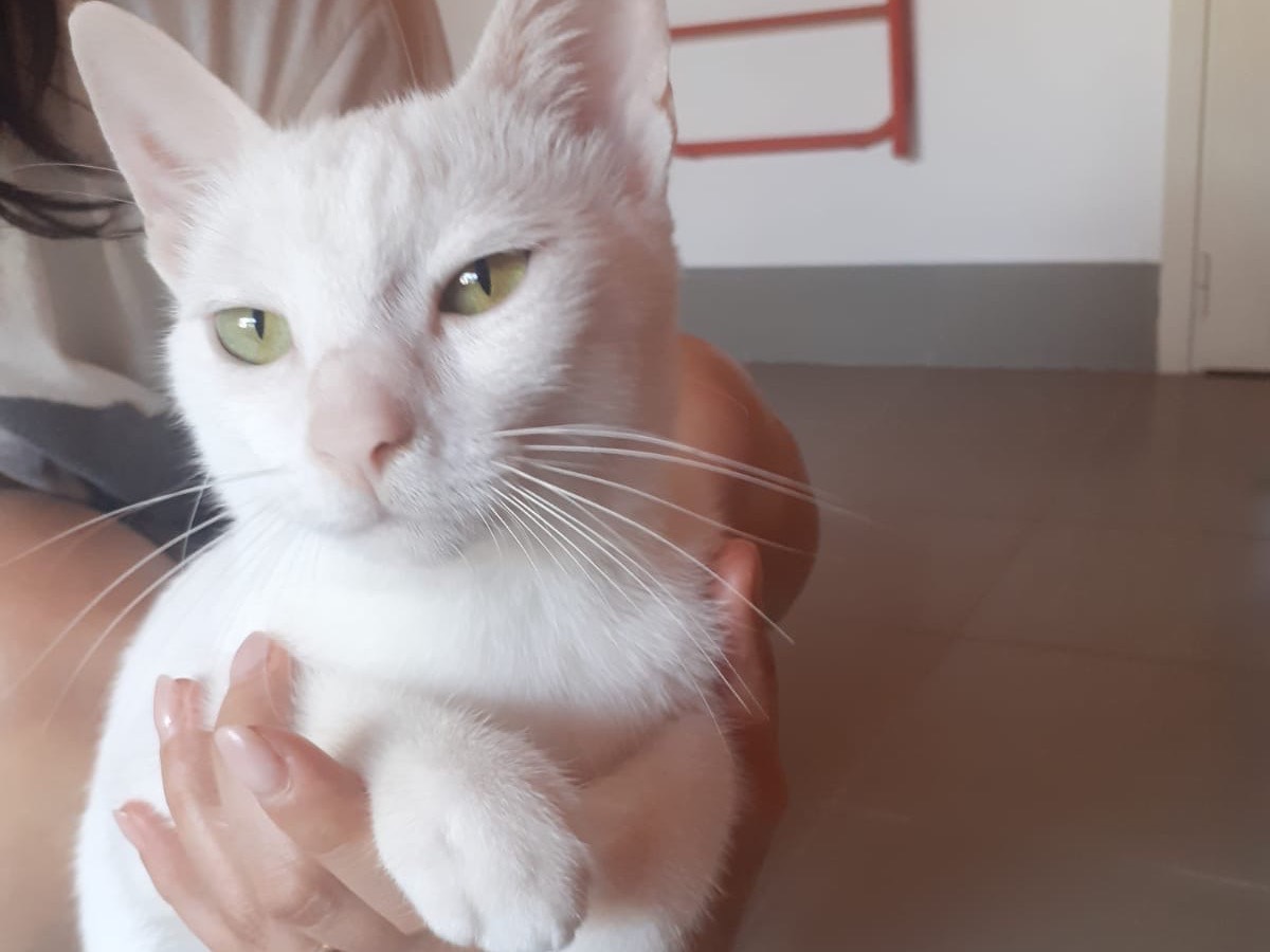 Adozione gatto, femmina, Razza sconosciuta Razza sconosciuta, 8 mesi, taglia non valida, Brescia