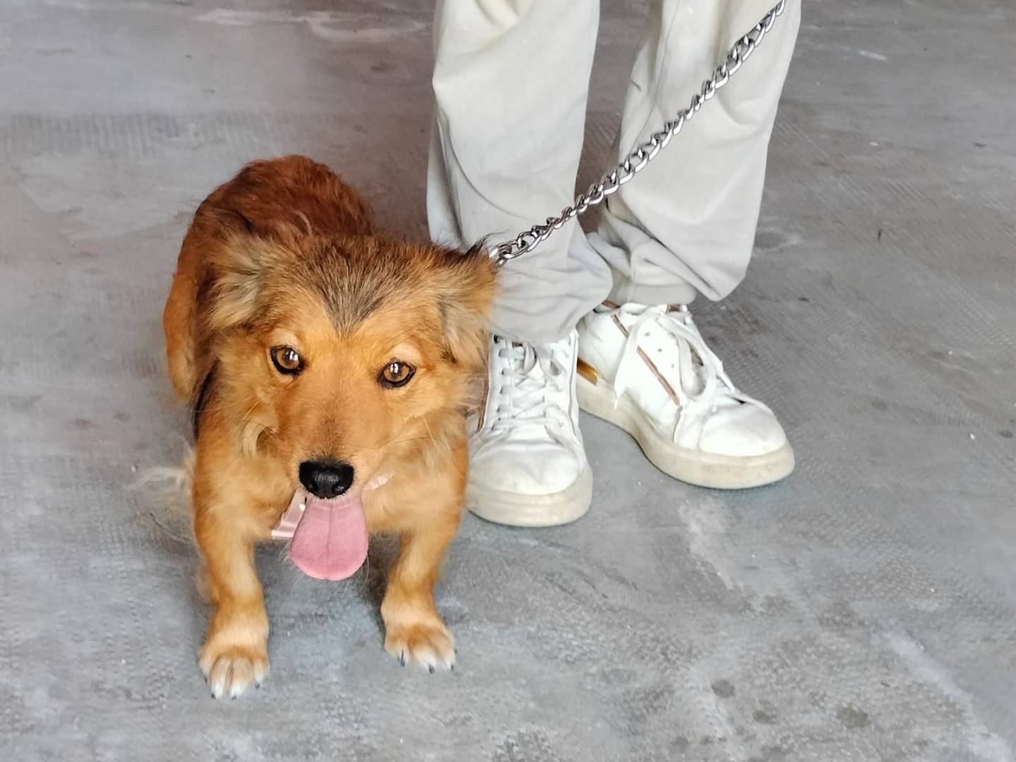 Vuoi adottare un cane a Frosinone?