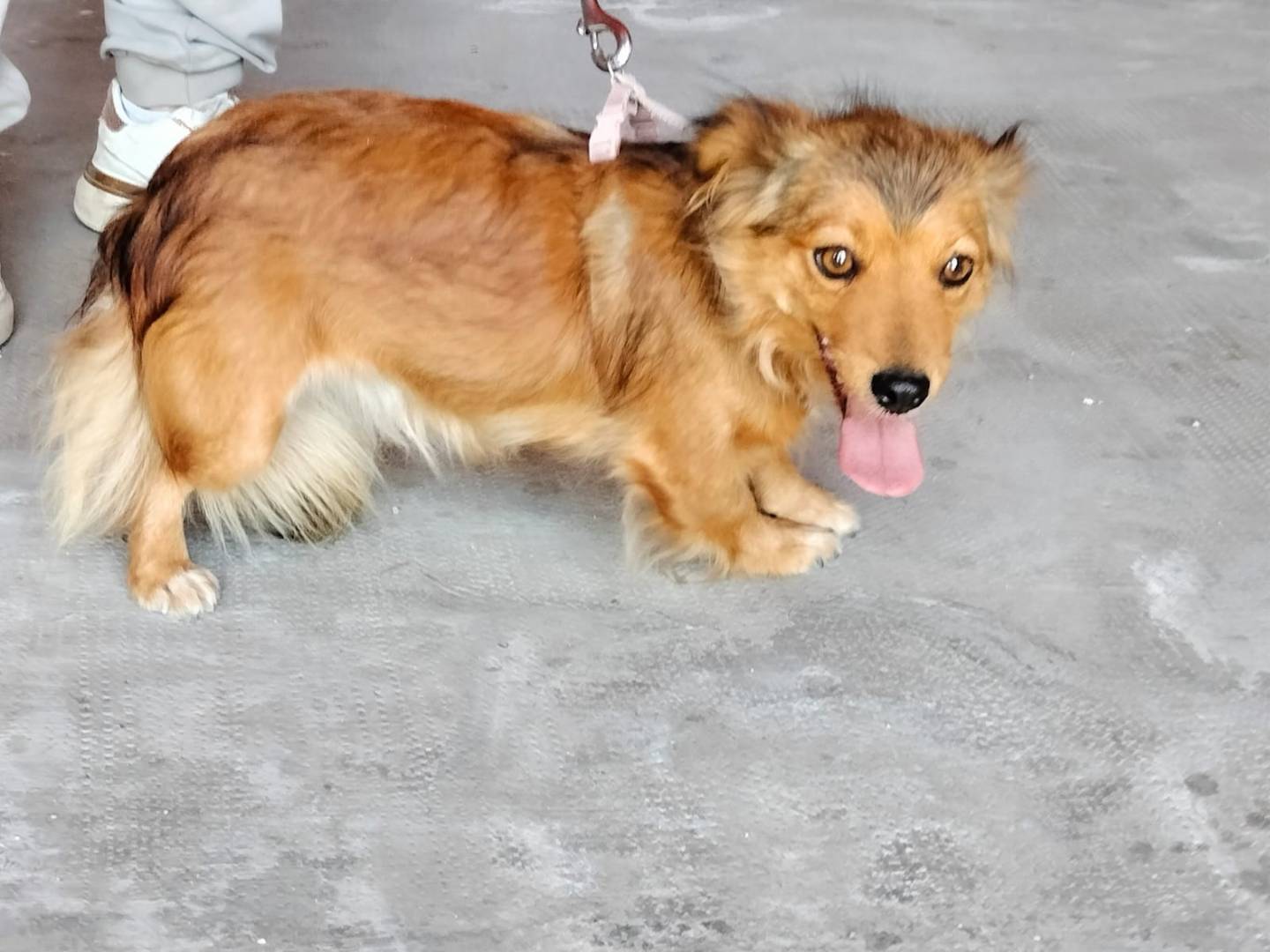 Adotta il cane CLEMENTINA a Frosinone