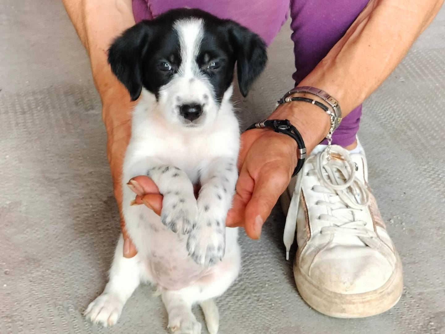 Vuoi adottare un cane a Frosinone?