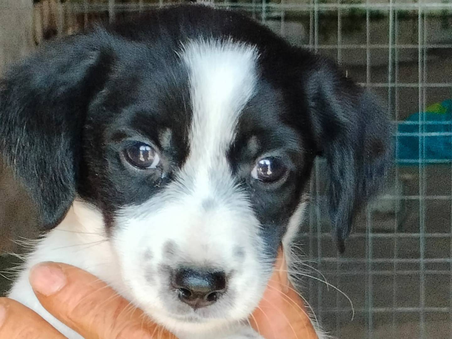 Adotta il cane POLLICINA a Frosinone