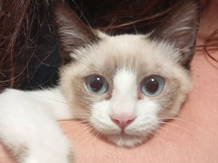 Adozione gatto, maschio, Snowshoe Razza sconosciuta, 3 mesi, taglia non valida, Bari