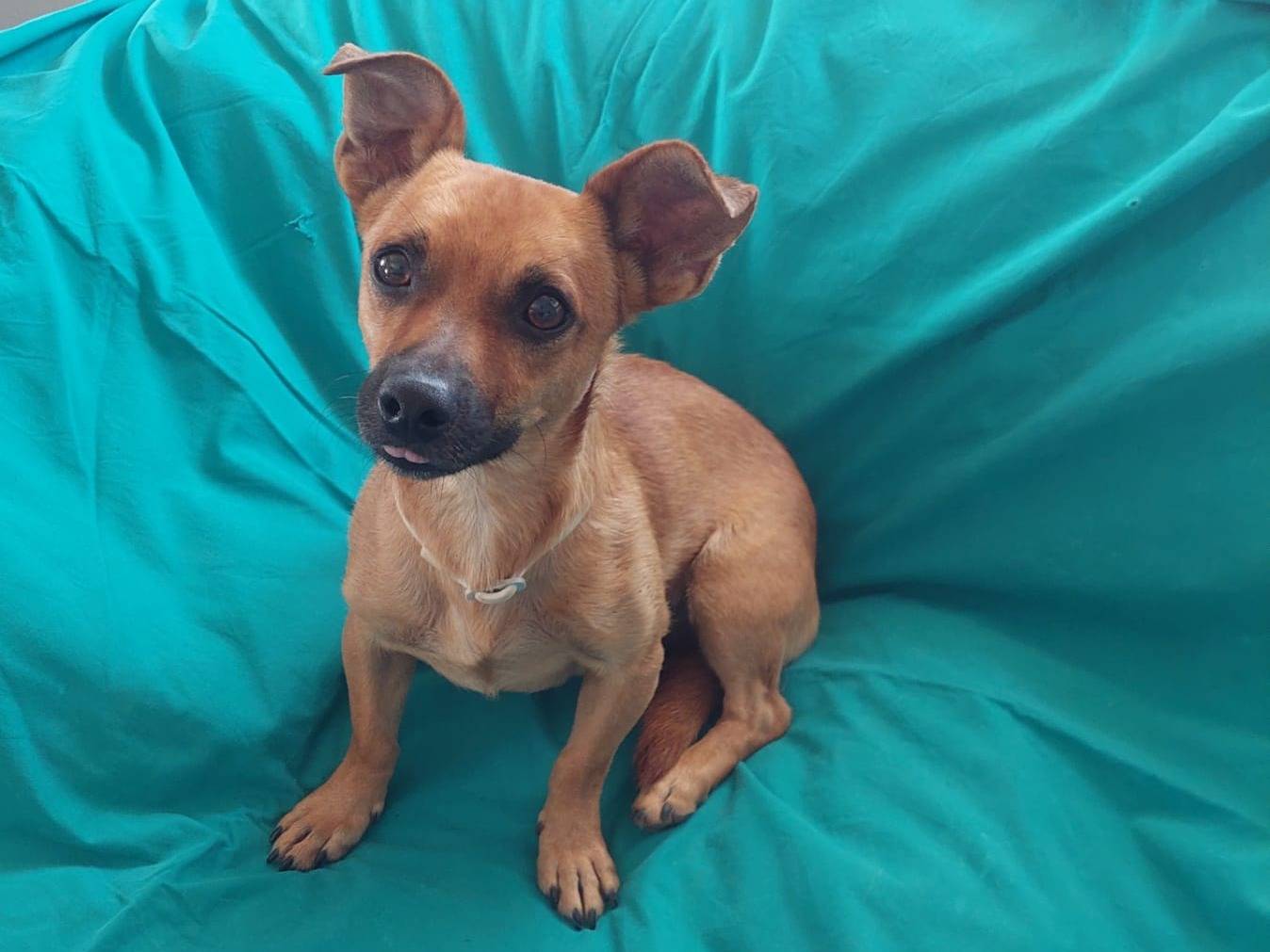 Adozione cane, maschio, Razza sconosciuta Razza sconosciuta, 9 mesi, taglia piccola, Oristano