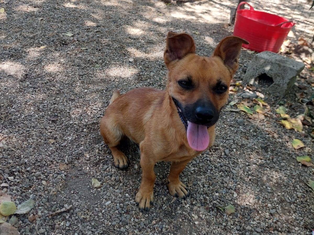 Adotta un cane, maschio, 9 mesi, Oristano