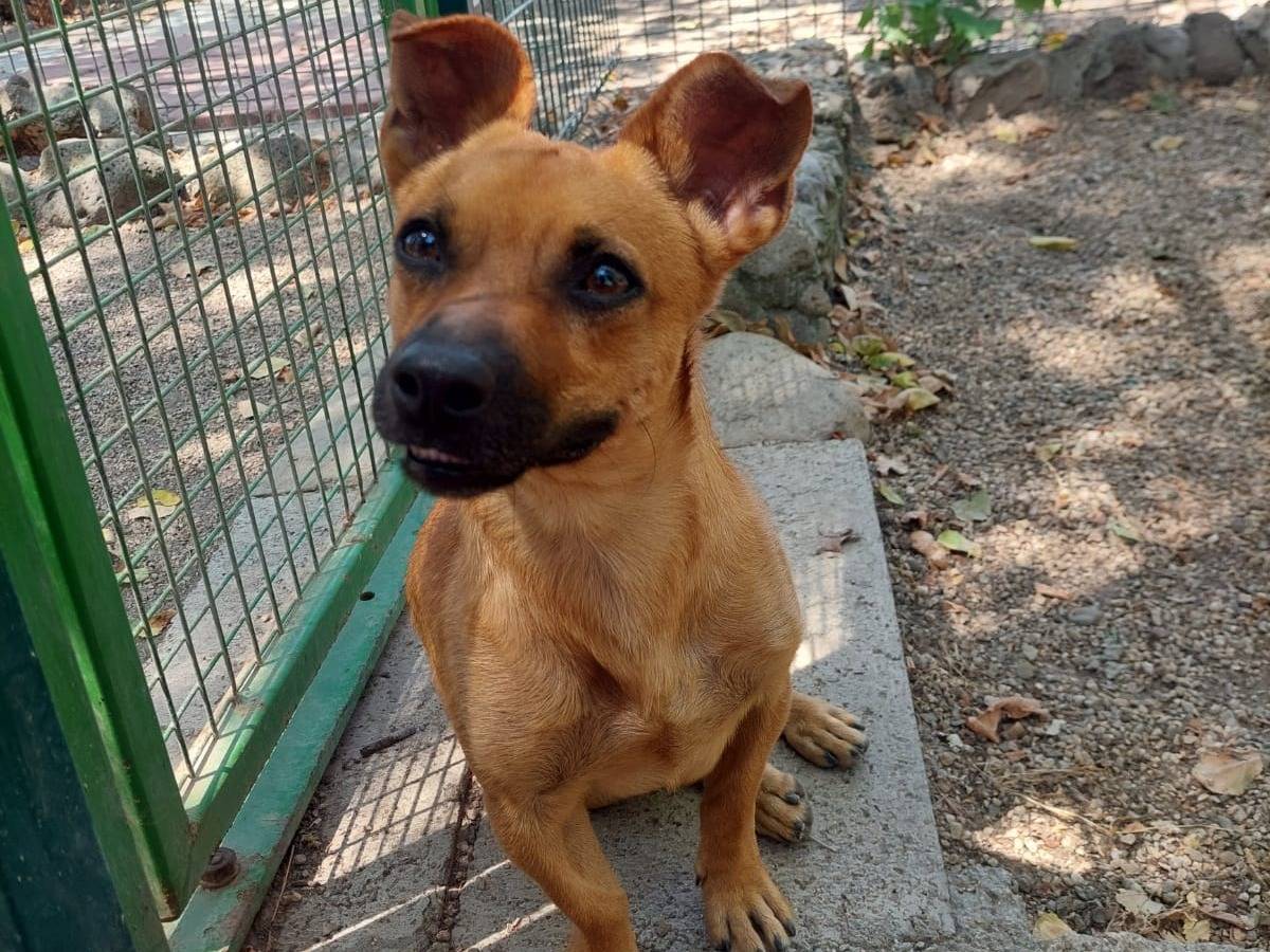 Vuoi adottare un cane a Oristano?
