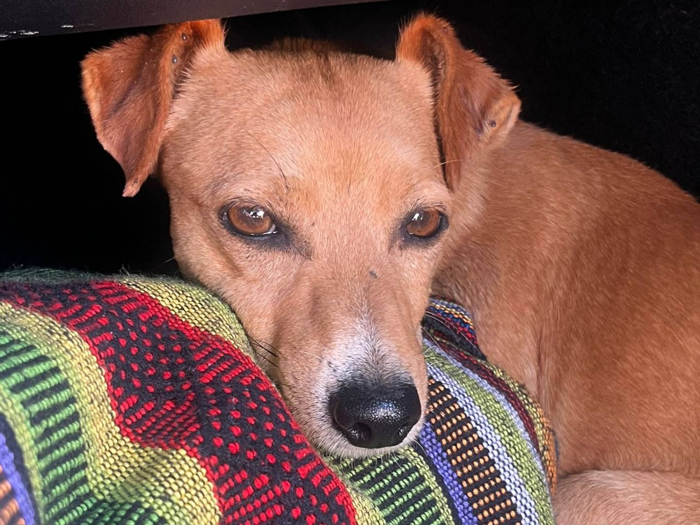 Adozione cane, maschio, Razza sconosciuta Razza sconosciuta, 2 anni e 11 mesi, taglia piccola, Oristano