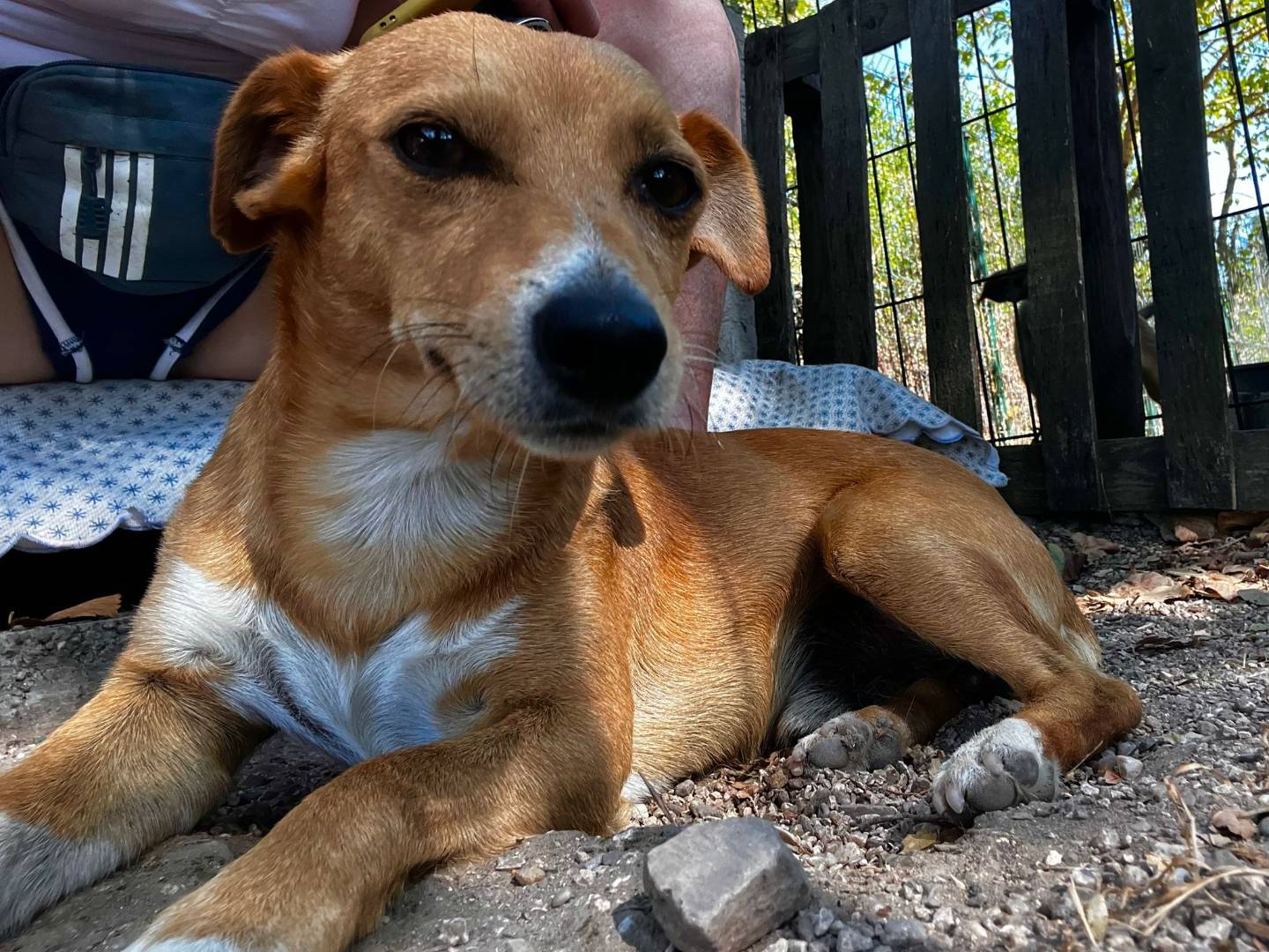 Adotta un cane, maschio, 2 anni e 11 mesi, Oristano
