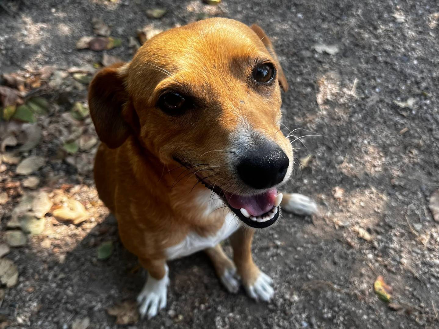 Adotta un cane, taglia piccola, maschio, Oristano