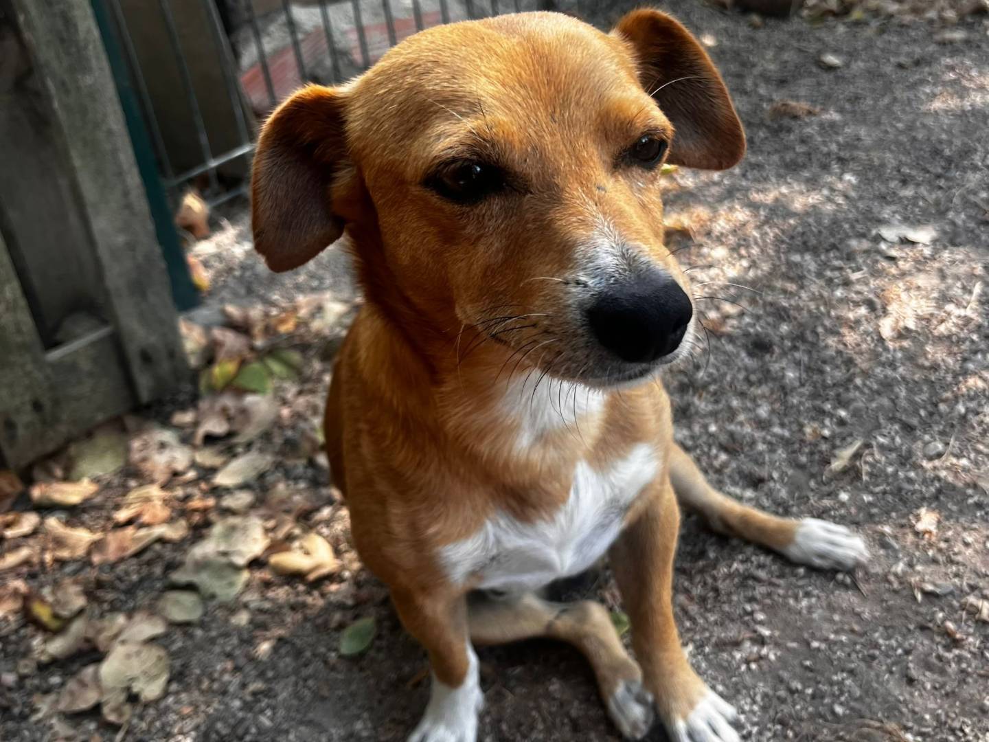 Vuoi adottare un cane a Oristano?