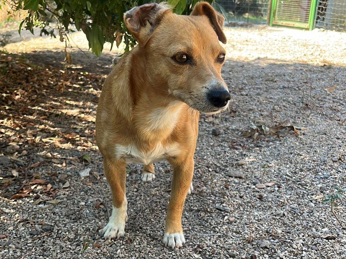 Adotta il cane Codino a Oristano