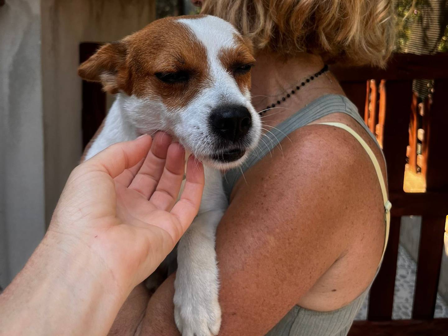 Adotta un cane, maschio, 1 anno e 10 mesi, Oristano