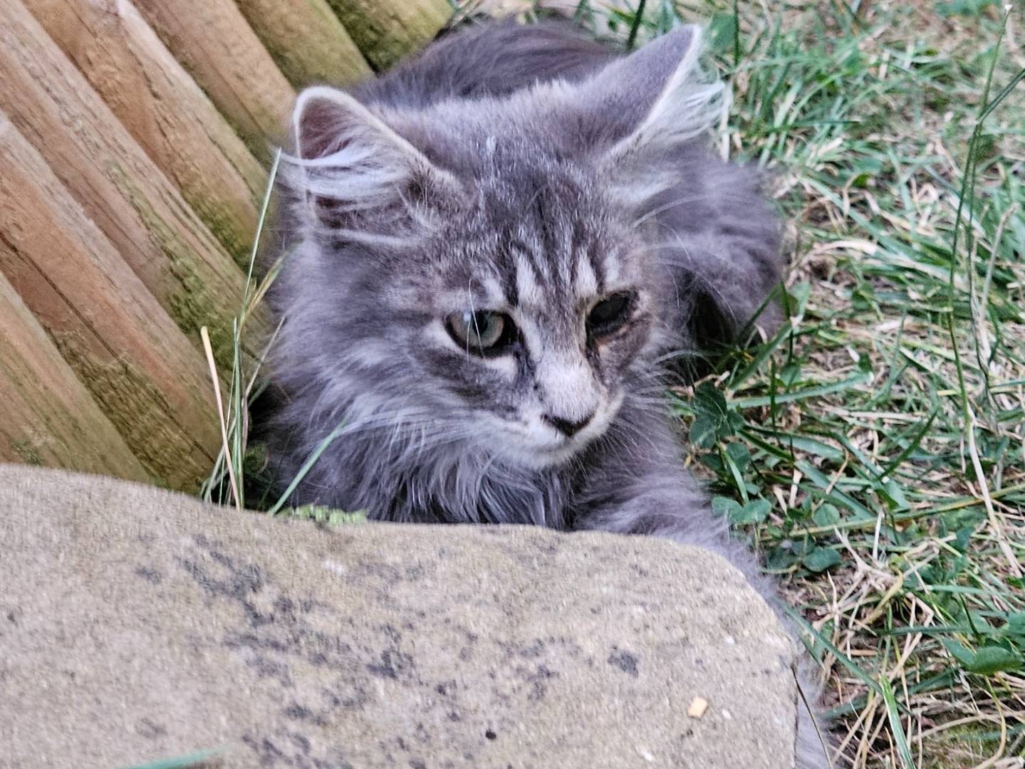 Vuoi adottare un gatto a Rieti?