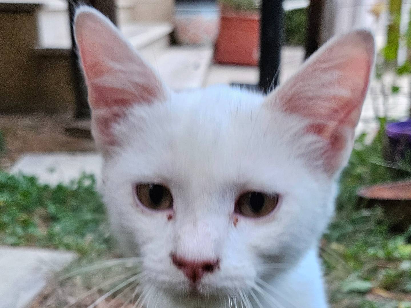 Foto 2 dell'animale