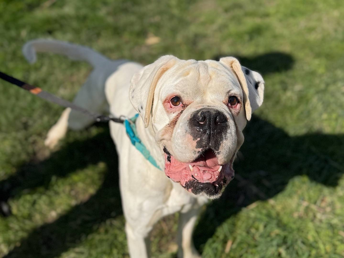 Adozione cane, maschio, Boxer Razza sconosciuta, 6 anni e 6 mesi, taglia gigante, Bologna