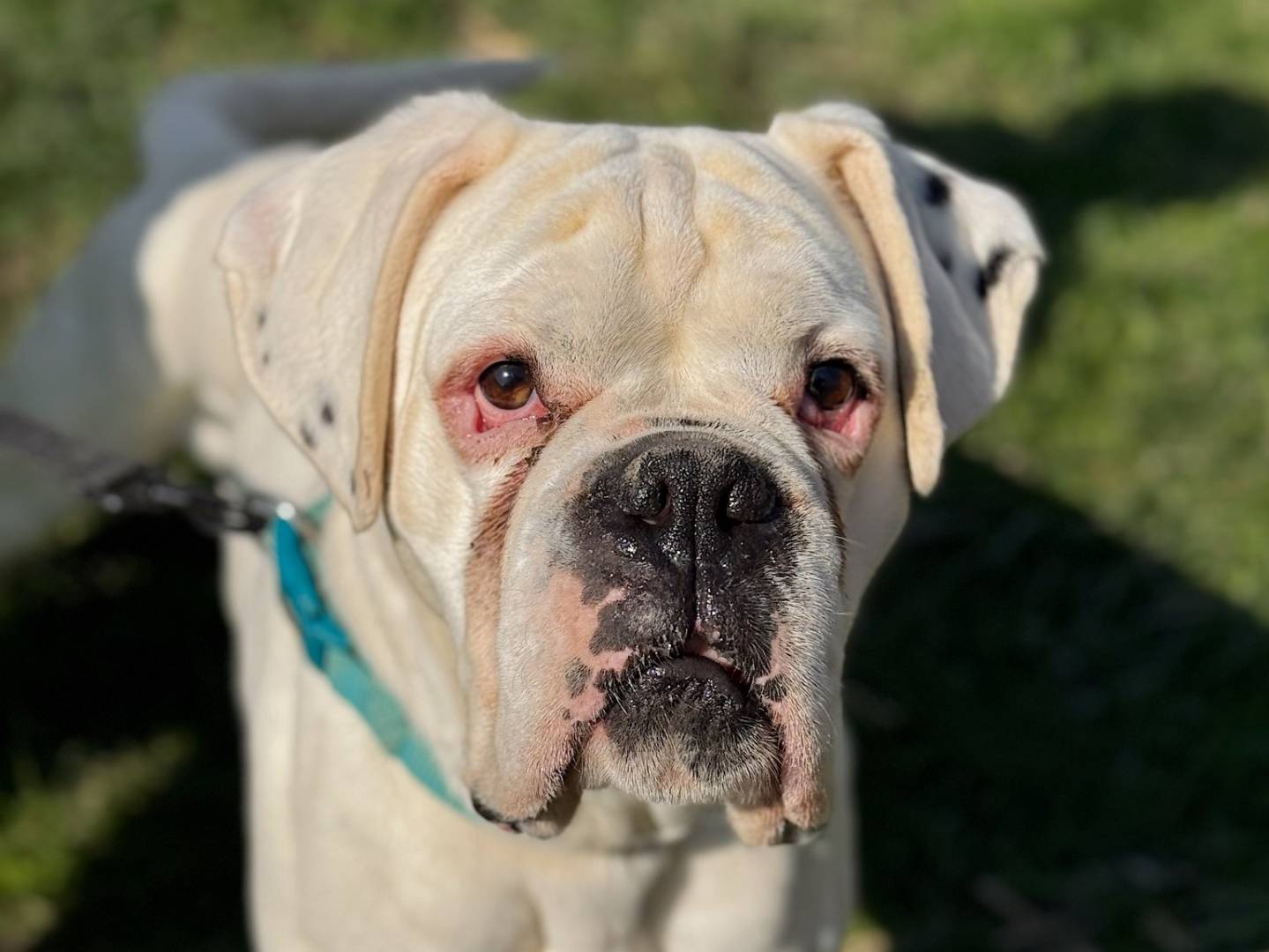 Adotta un cane, taglia gigante, maschio, Bologna