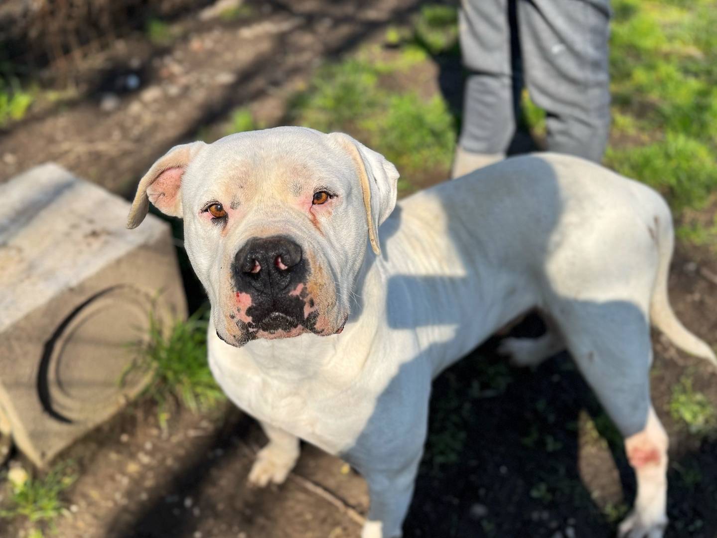 Adozione cane, maschio, Dogo Argentino Razza sconosciuta, 7 anni e 1 mese, taglia gigante, Bologna