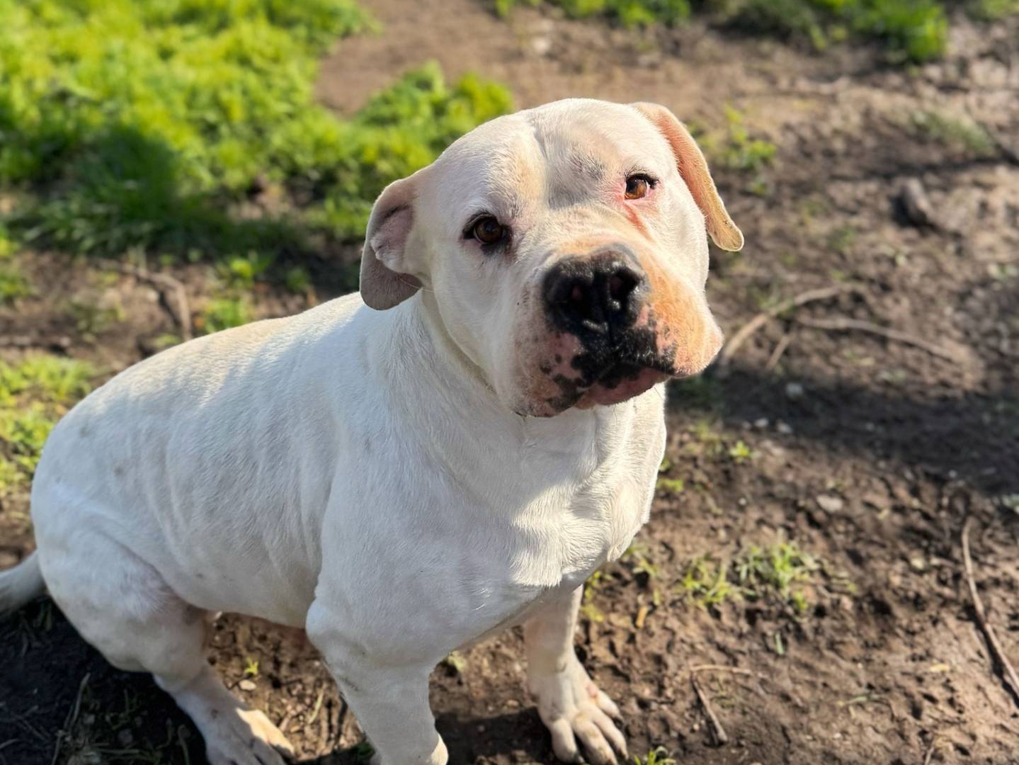 Adotta un cane, maschio, 7 anni e 1 mese, Bologna