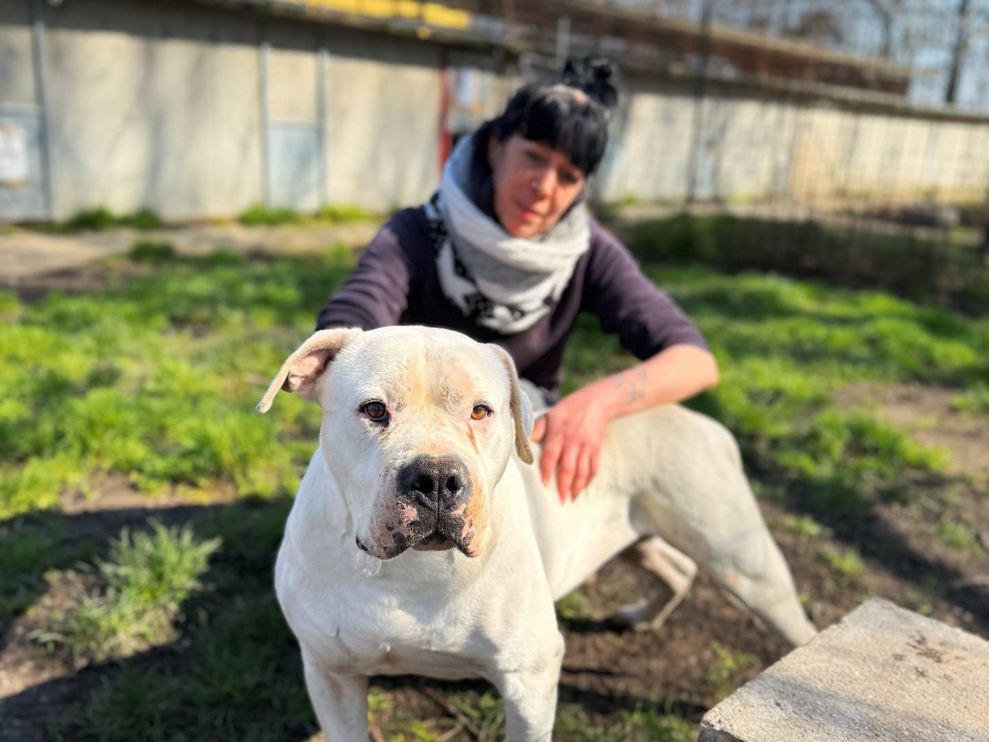 Adotta un cane, taglia gigante, maschio, Bologna
