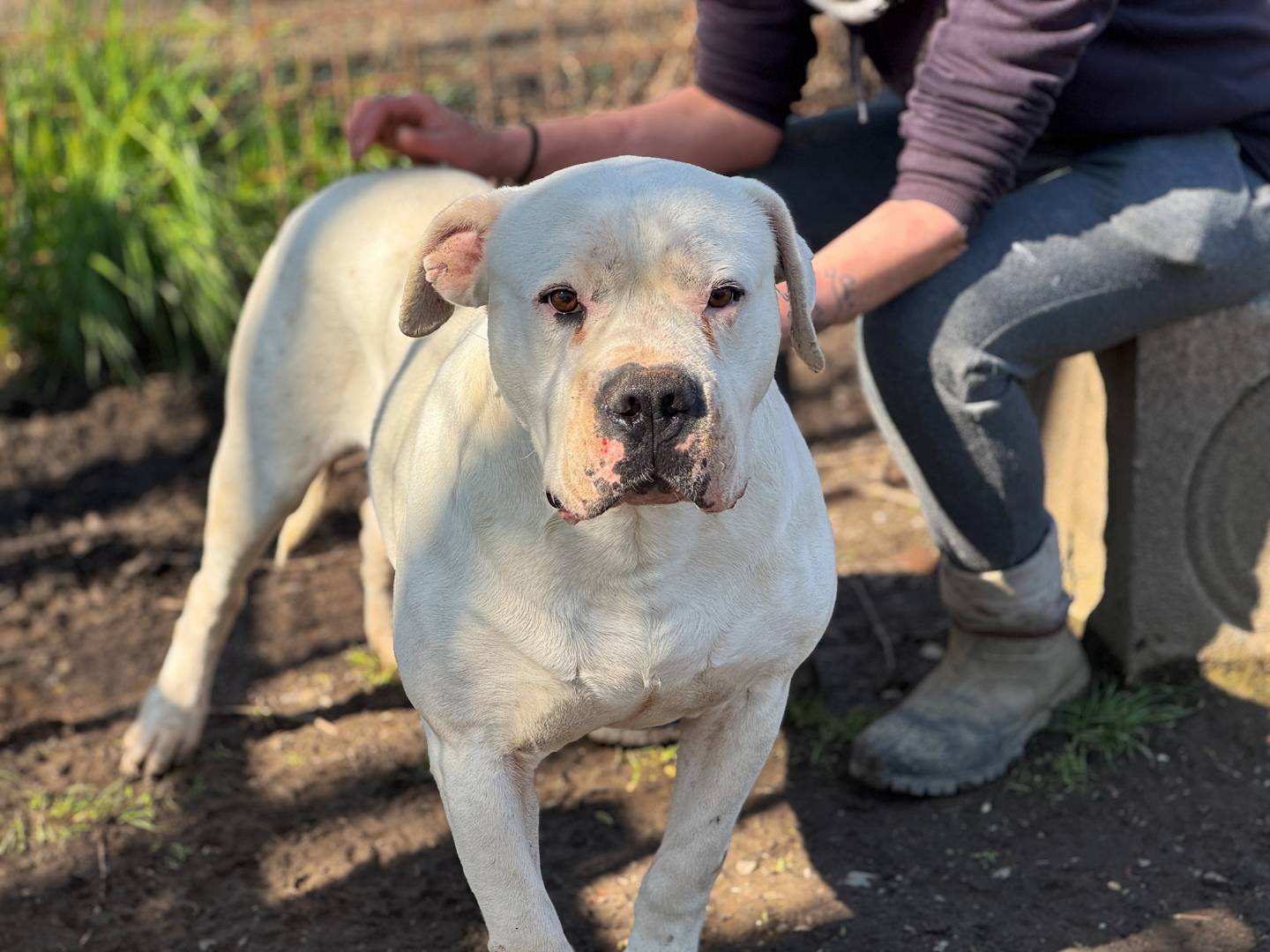 Vuoi adottare un cane a Bologna?