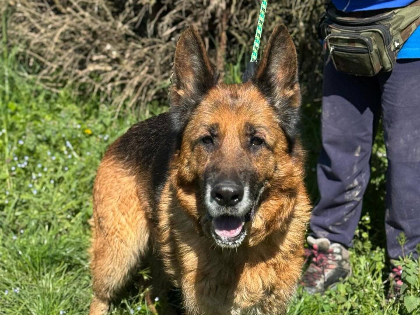 Adozione cane, femmina, Pastore tedesco Razza sconosciuta, 10 anni e 6 mesi, taglia gigante, Bologna