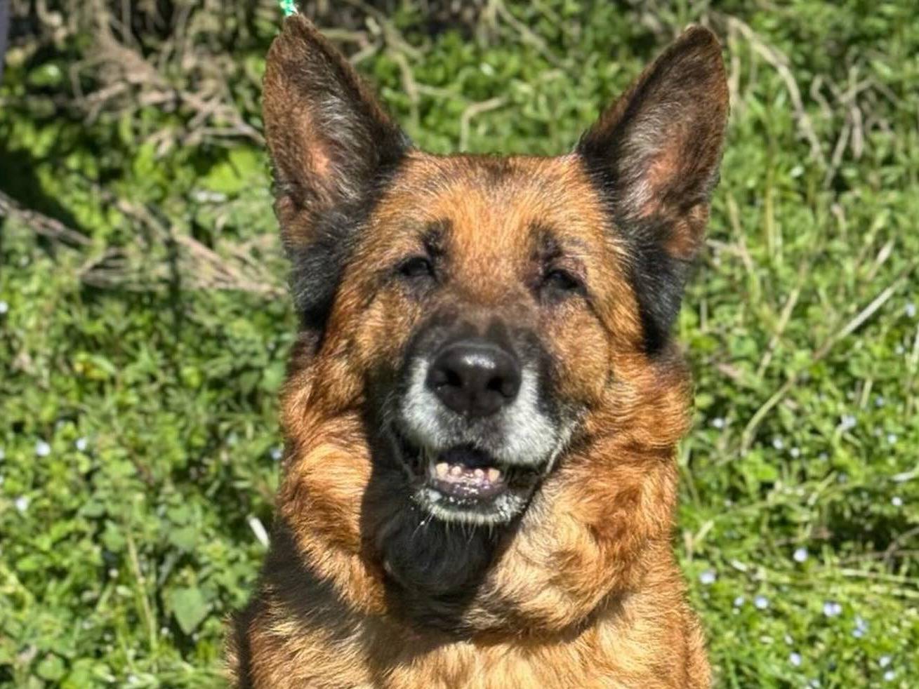 Adotta un cane, femmina, 10 anni e 6 mesi, Bologna