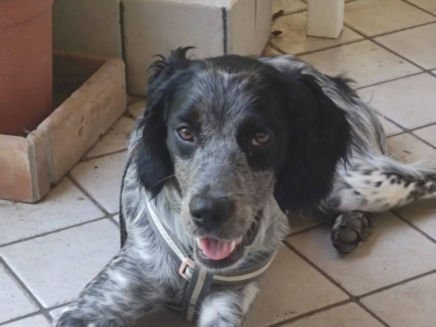 Adozione cane, maschio, Breton Razza sconosciuta, 7 mesi, taglia media, Latina