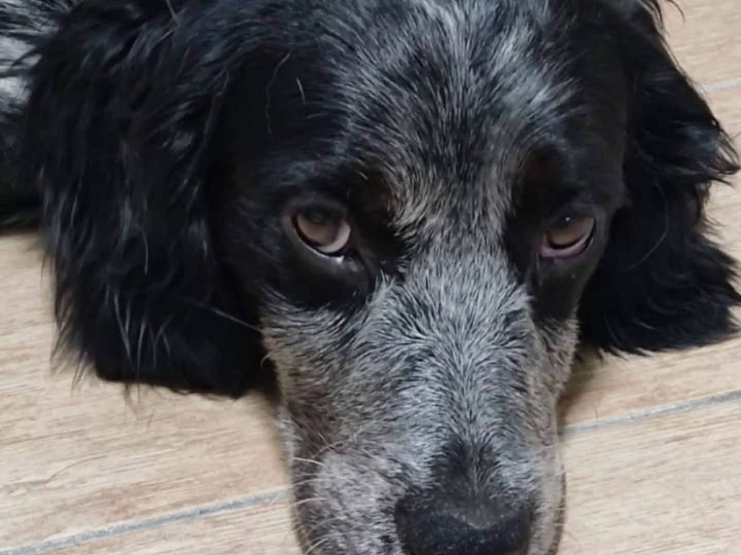 Adotta un cane, maschio, 7 mesi, Latina